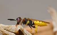 Qué hacer si te pica una avispa velutina